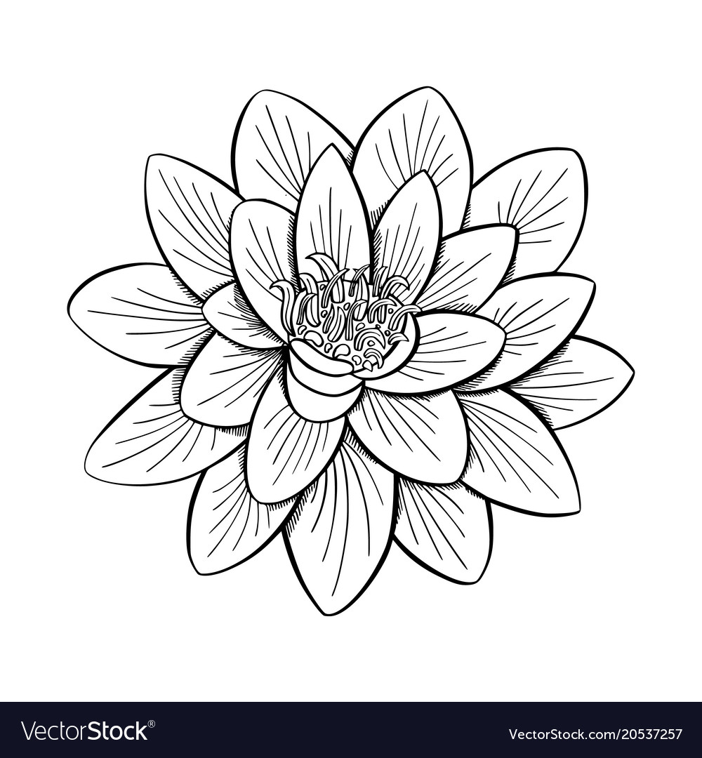 Lotus lily water Royalty Free Vector Image - VectorStock