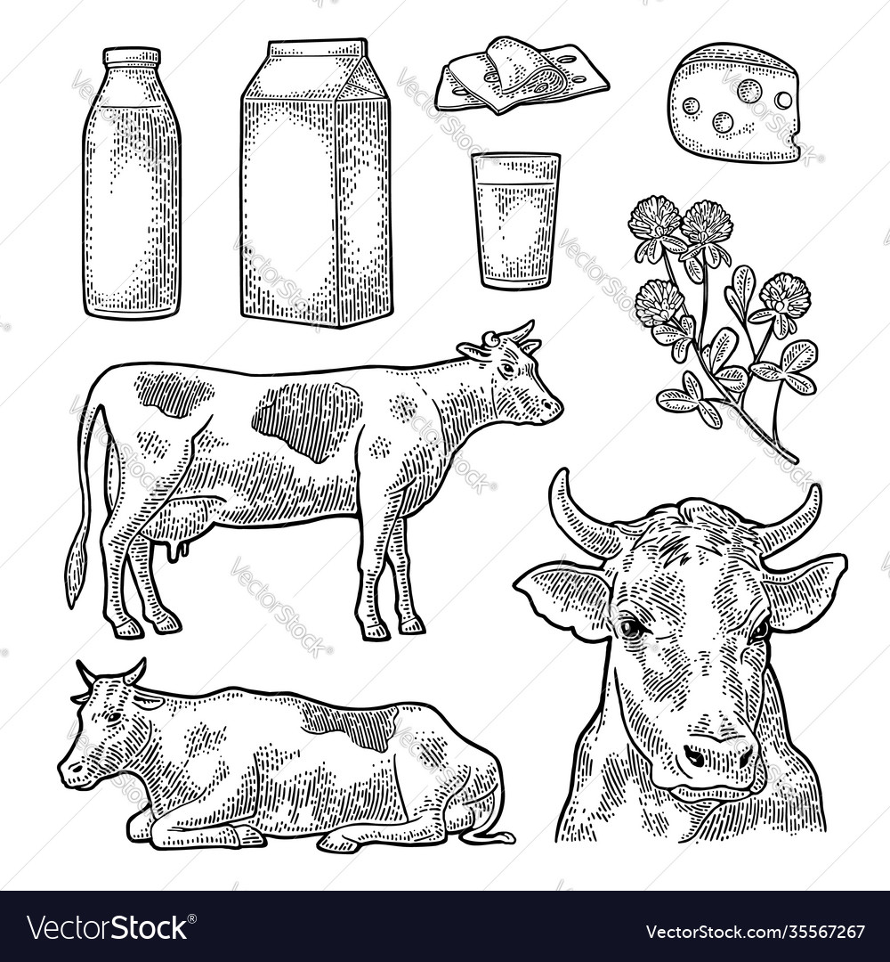 Set milk farm cow head clover box carton Vector Image