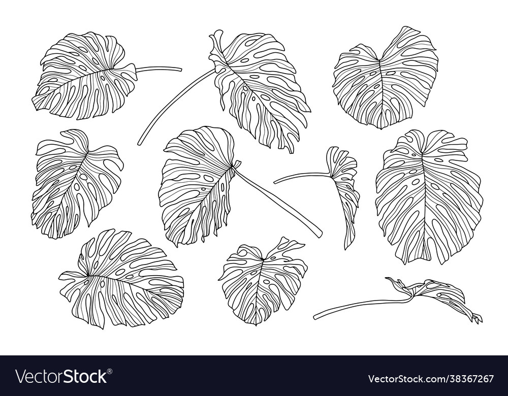 Set monstera leaves line art design hand vector image Set monstera leaves line art design hand