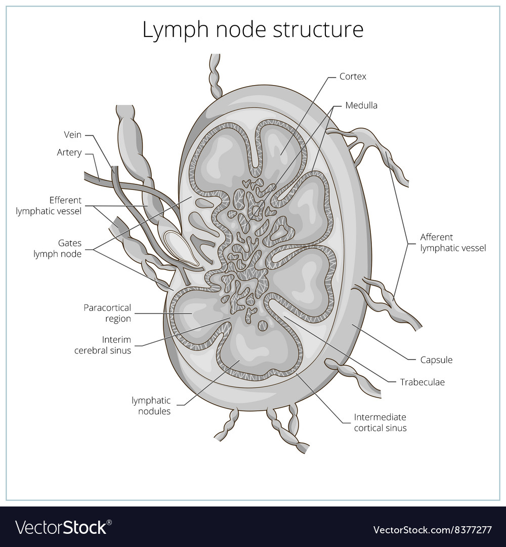 Lymph node structure medical educational Vector Image