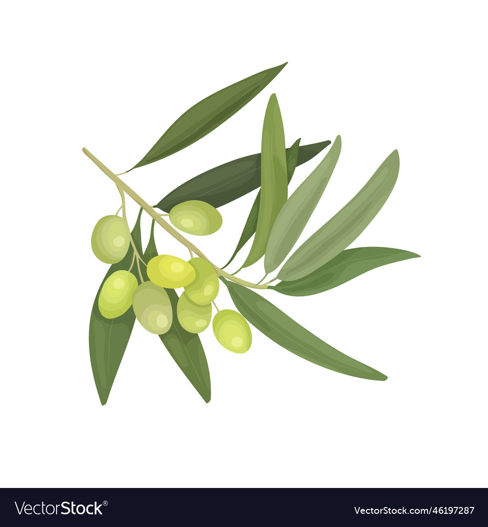 A large branch of an olive tree with fruits