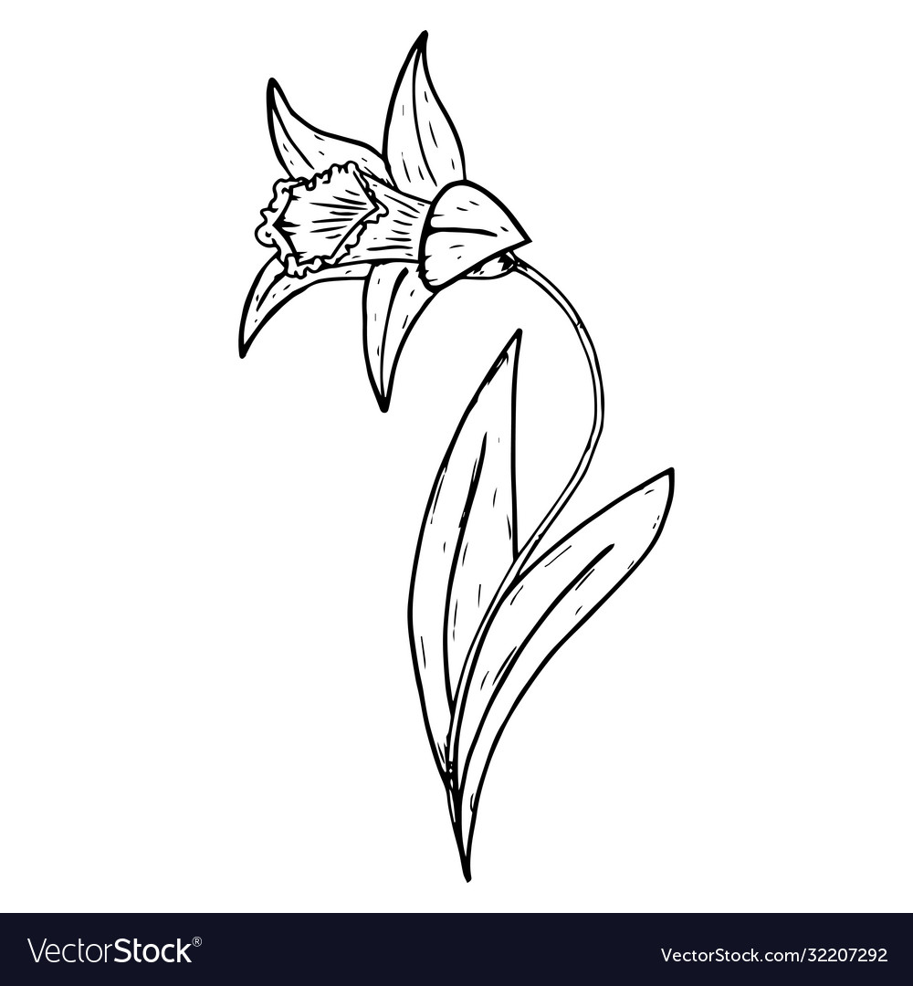 Flower narcissus icon a daffodil hand drawn Vector Image