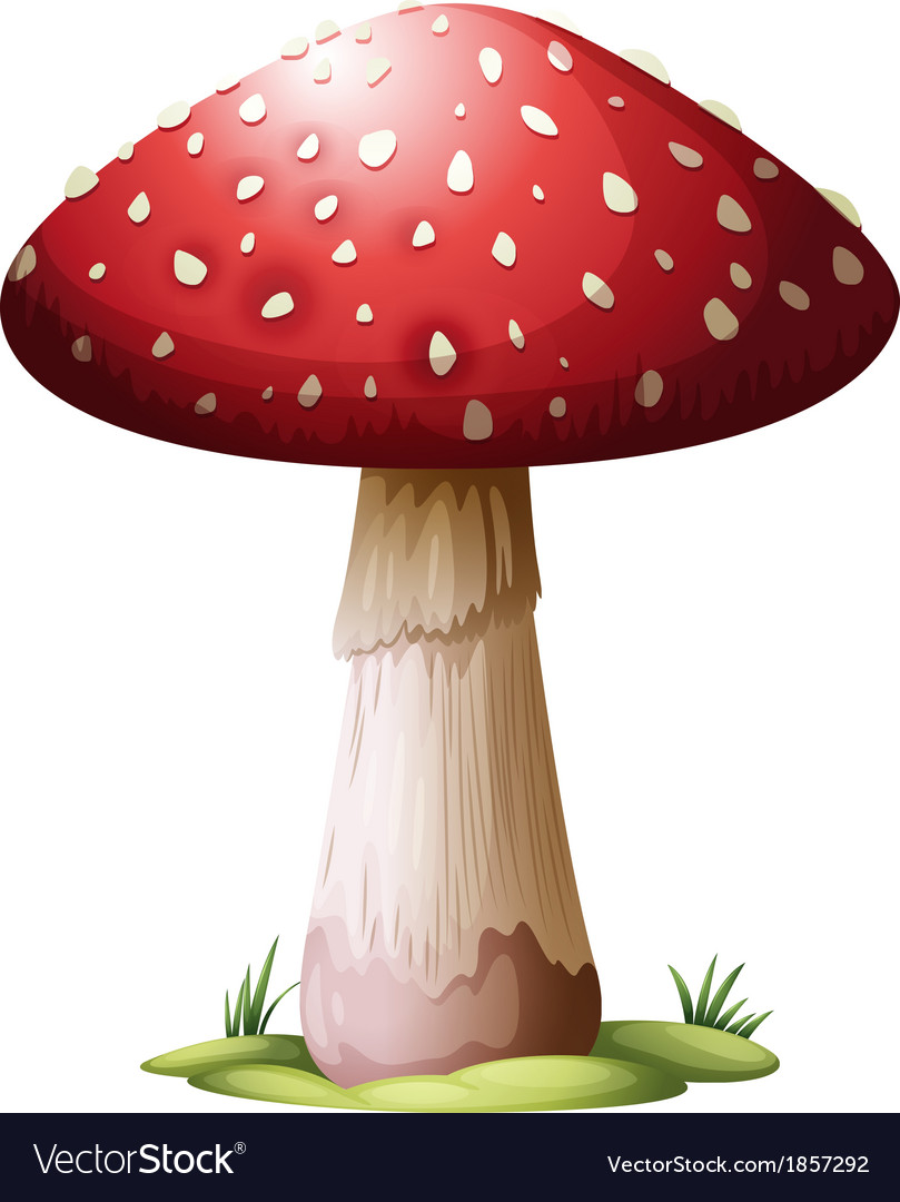 Royal agarics Royalty Free Vector Image - VectorStock