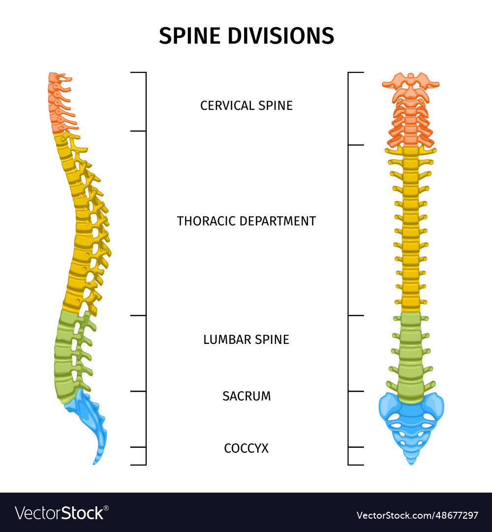 Spine divisions anatomy composition Royalty Free Vector