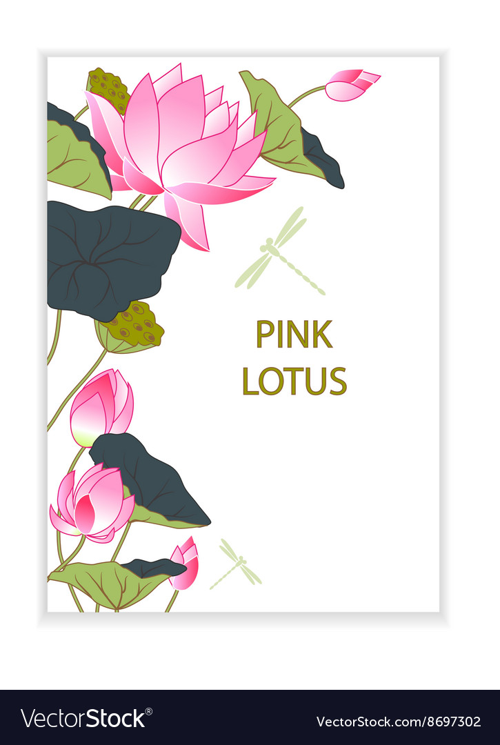 Blooming lotus