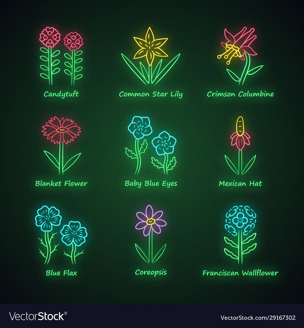 Wild flowers neon light icons set candytuft