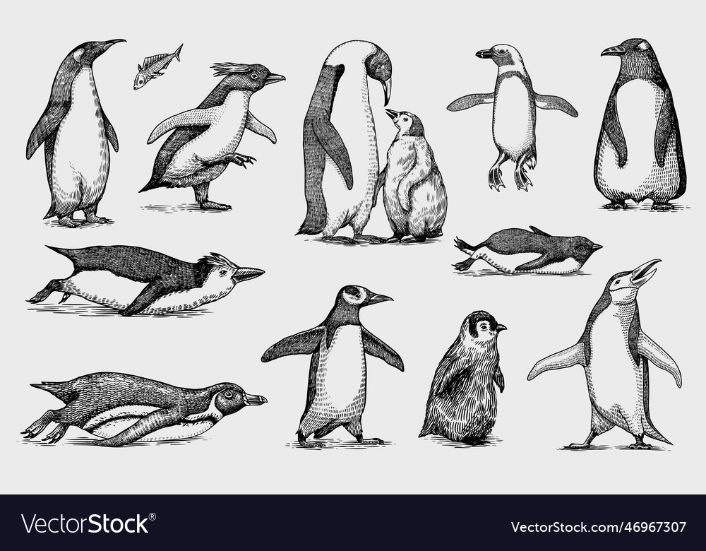 Emperor penguin and cute baby adult Royalty Free Vector