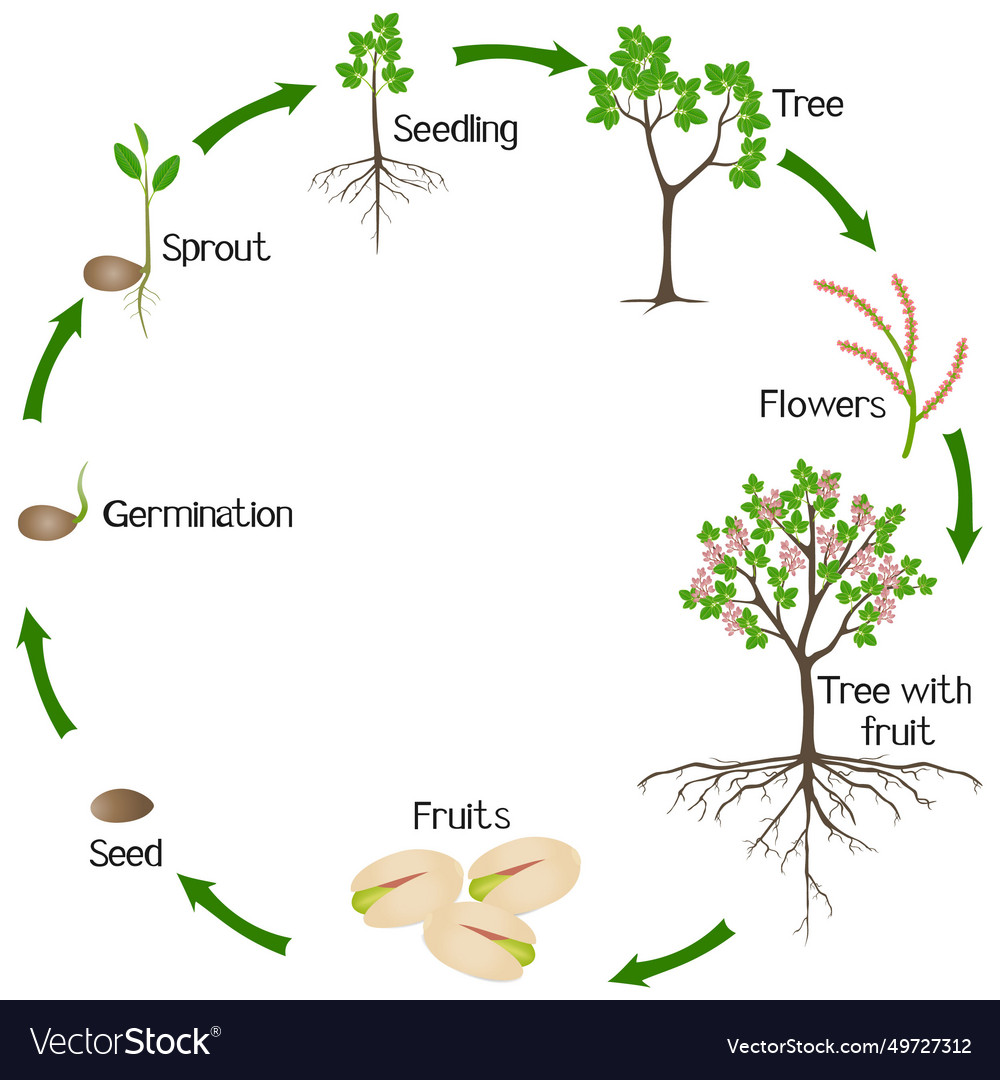 A growth cycle of pistachio plant on white Vector Image