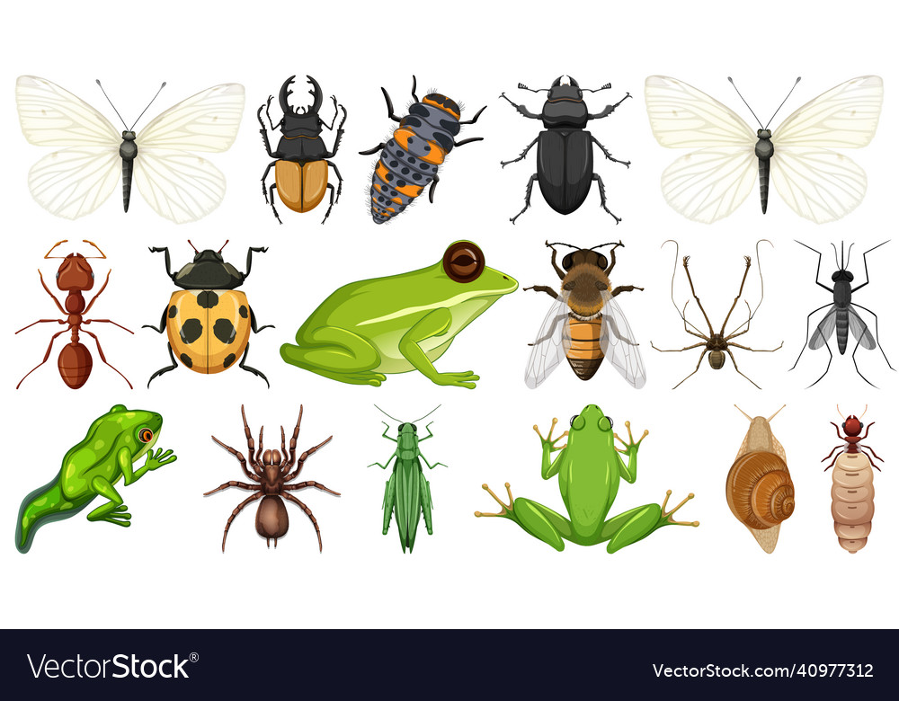 Different insects collection isolated on white