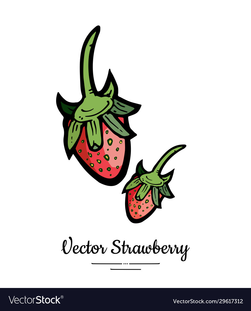 Strawberry isolated red berries hand drawn