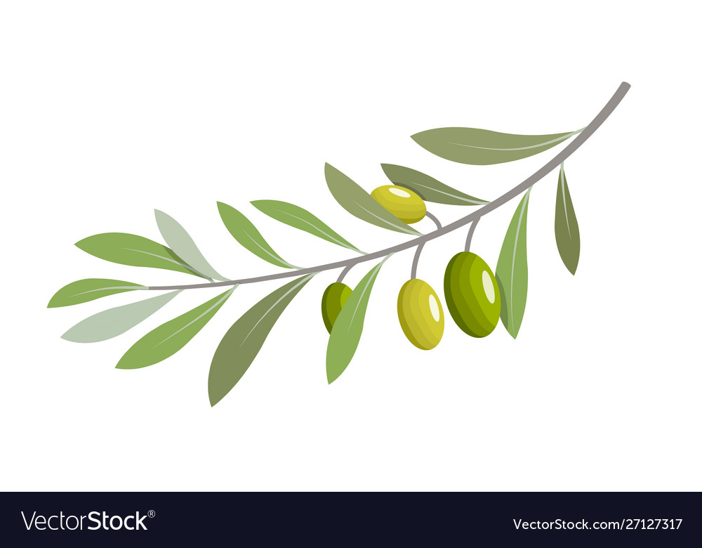 Olive Branch - Symbol des Friedens