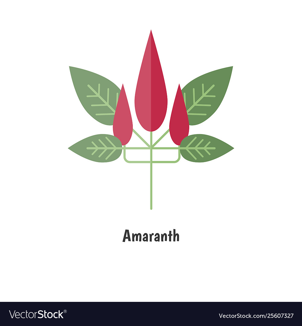 Amaranthus or amaranth