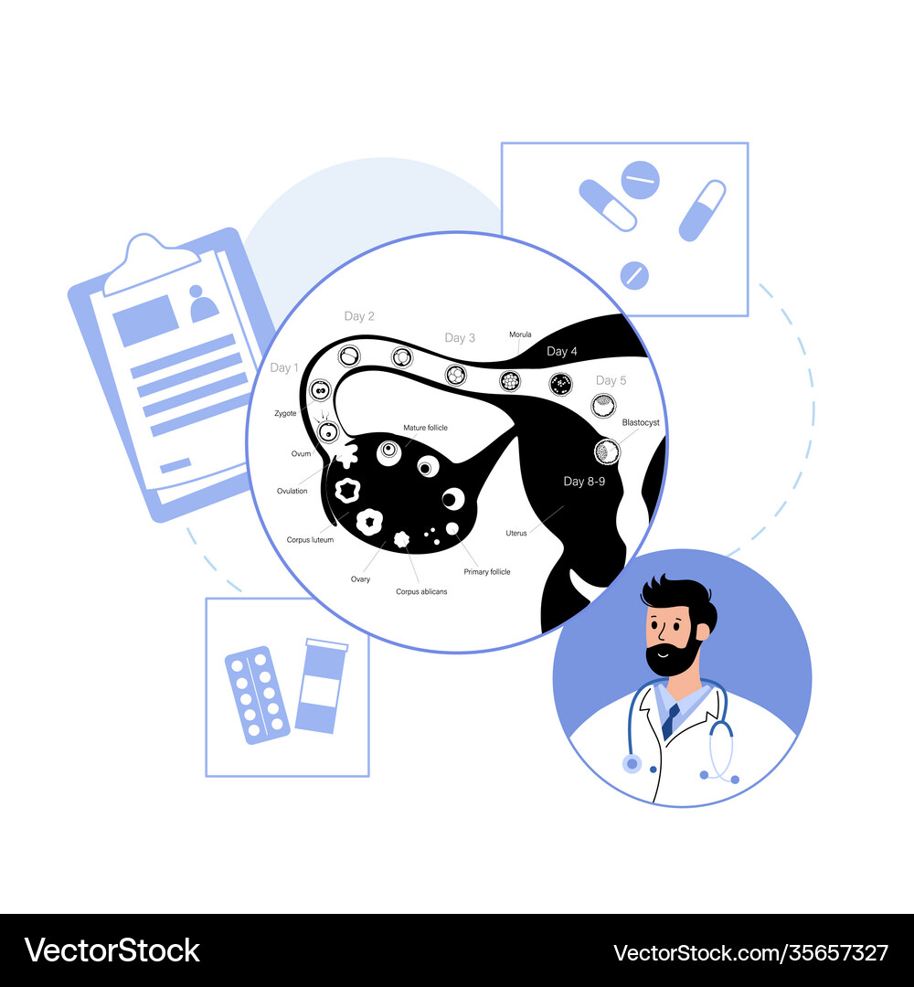 Embryo Development Concept Royalty Free Vector Image