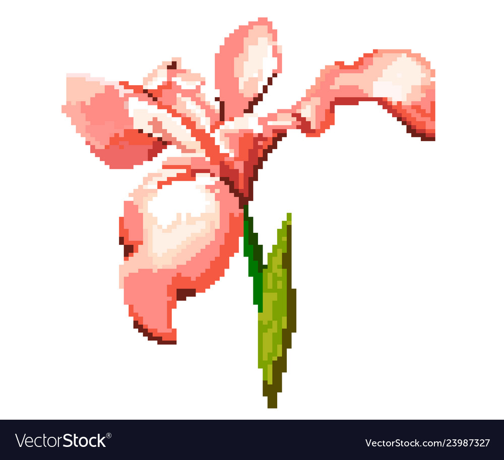 Iris on a white background pixel