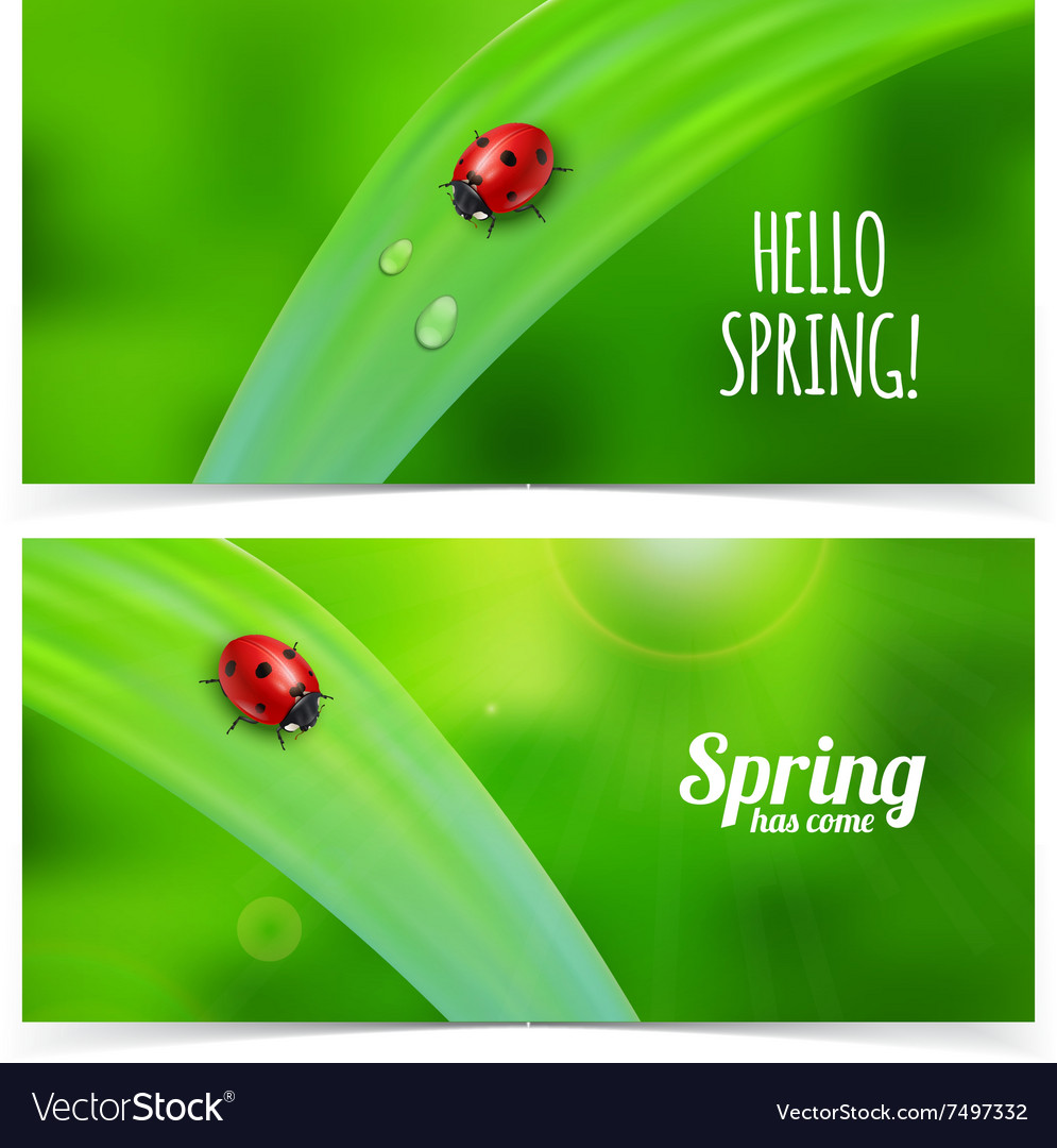 Ladybug on green grass