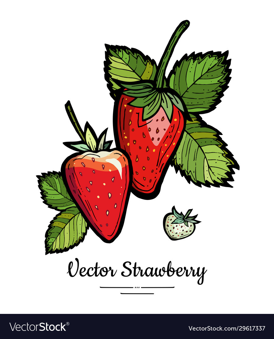 Strawberry isolated red berries hand drawn