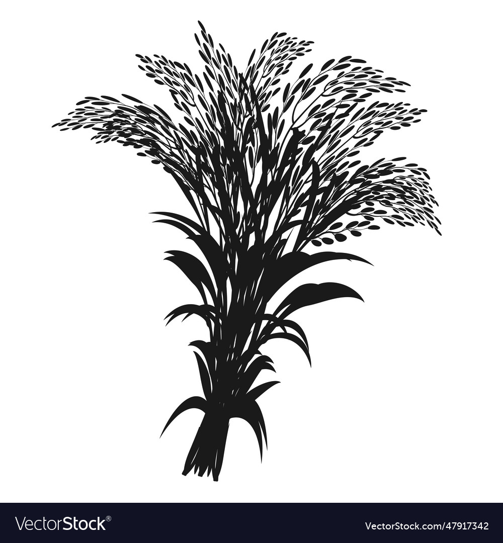 Silhouette of bunch rice plant panicle Royalty Free Vector