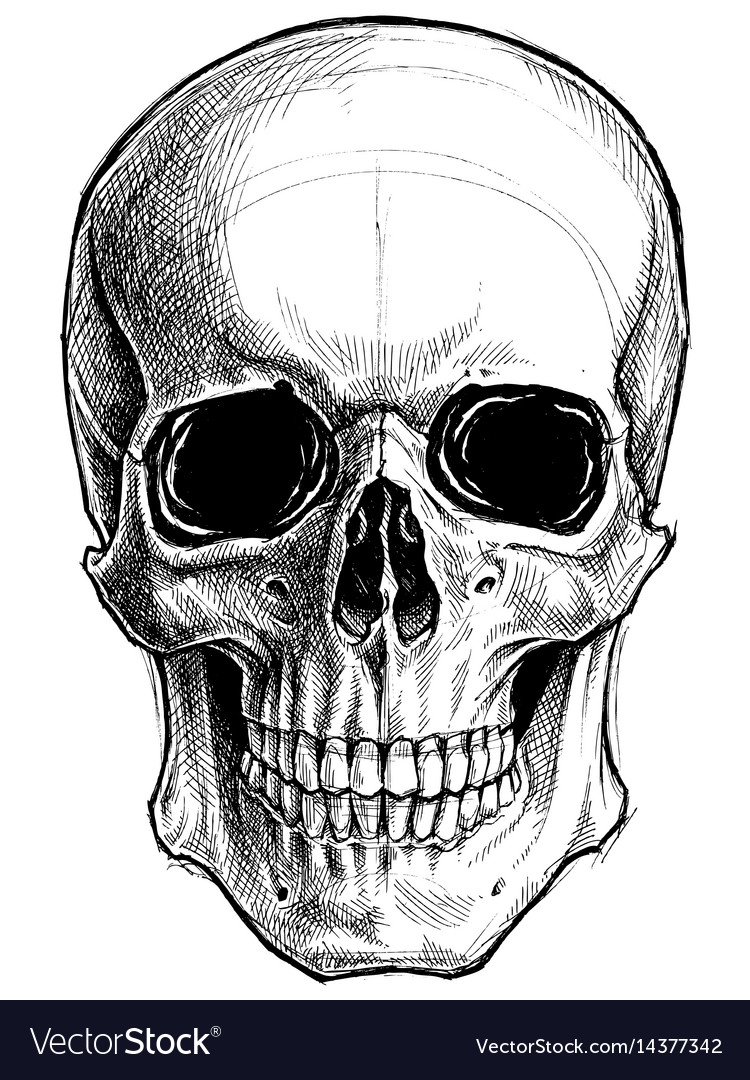 vector free outline skull work line Vector Skull Royalty Image Free drawing