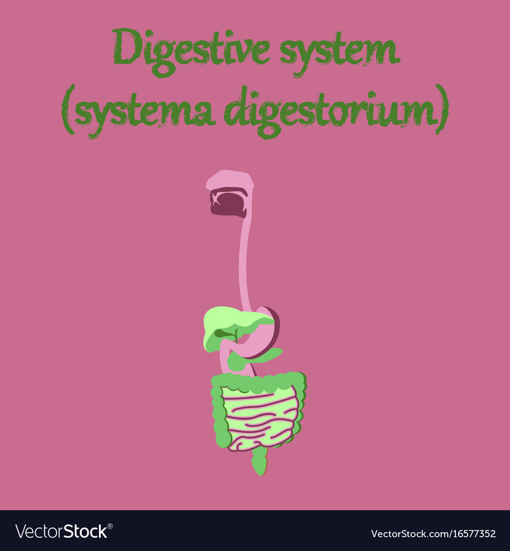 Human organ icon in flat style digestive system Vector Image