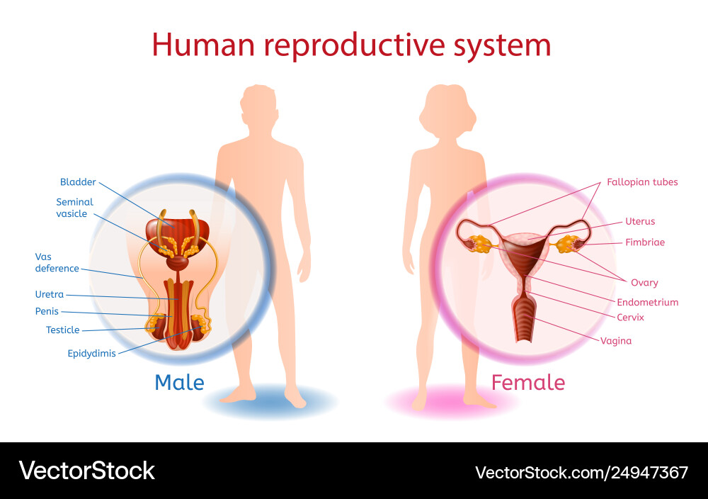 Human Reproductive System Anatomical Banner Vector Image