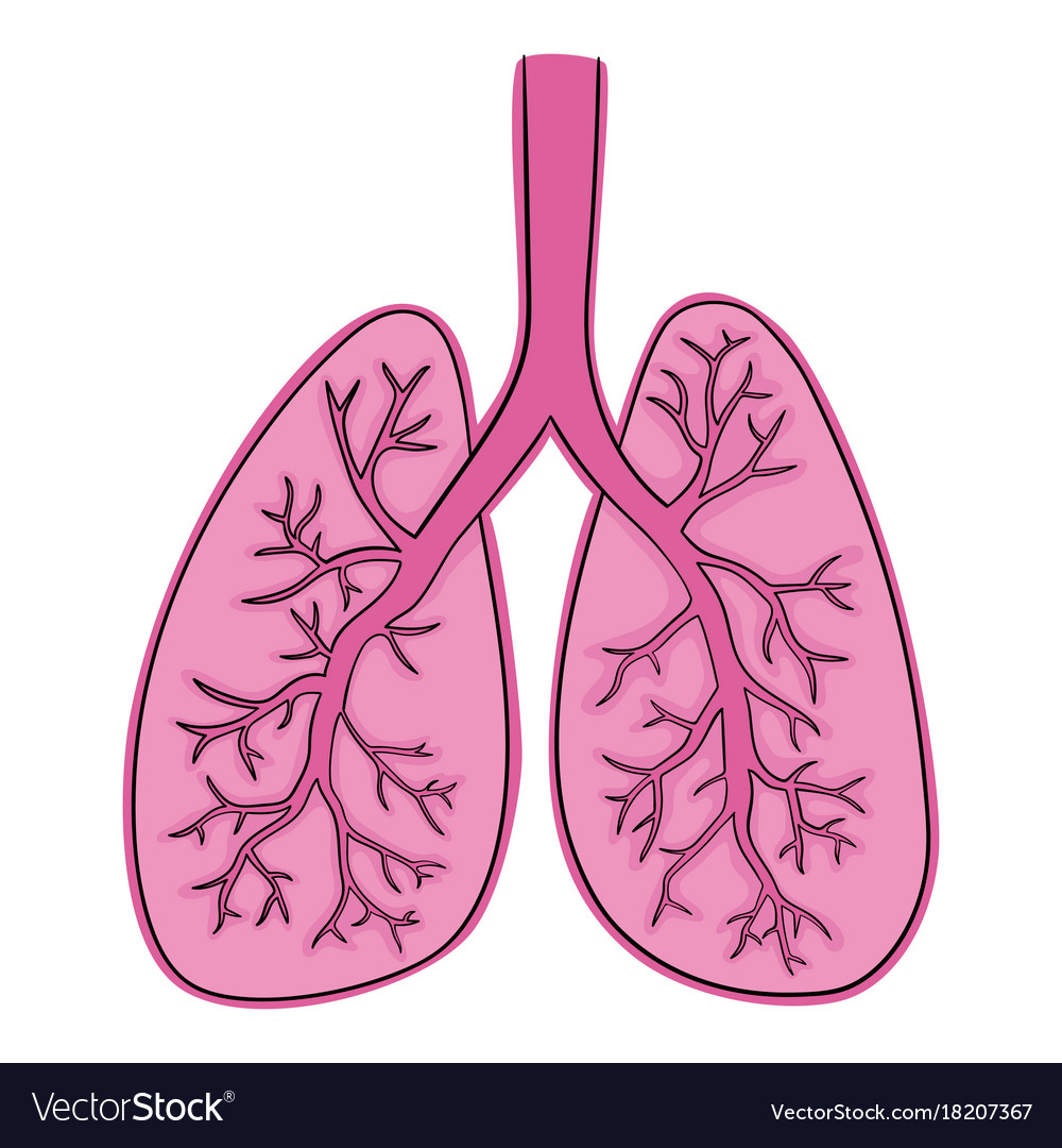 Lungs doodle drawing of Royalty Free Vector Image