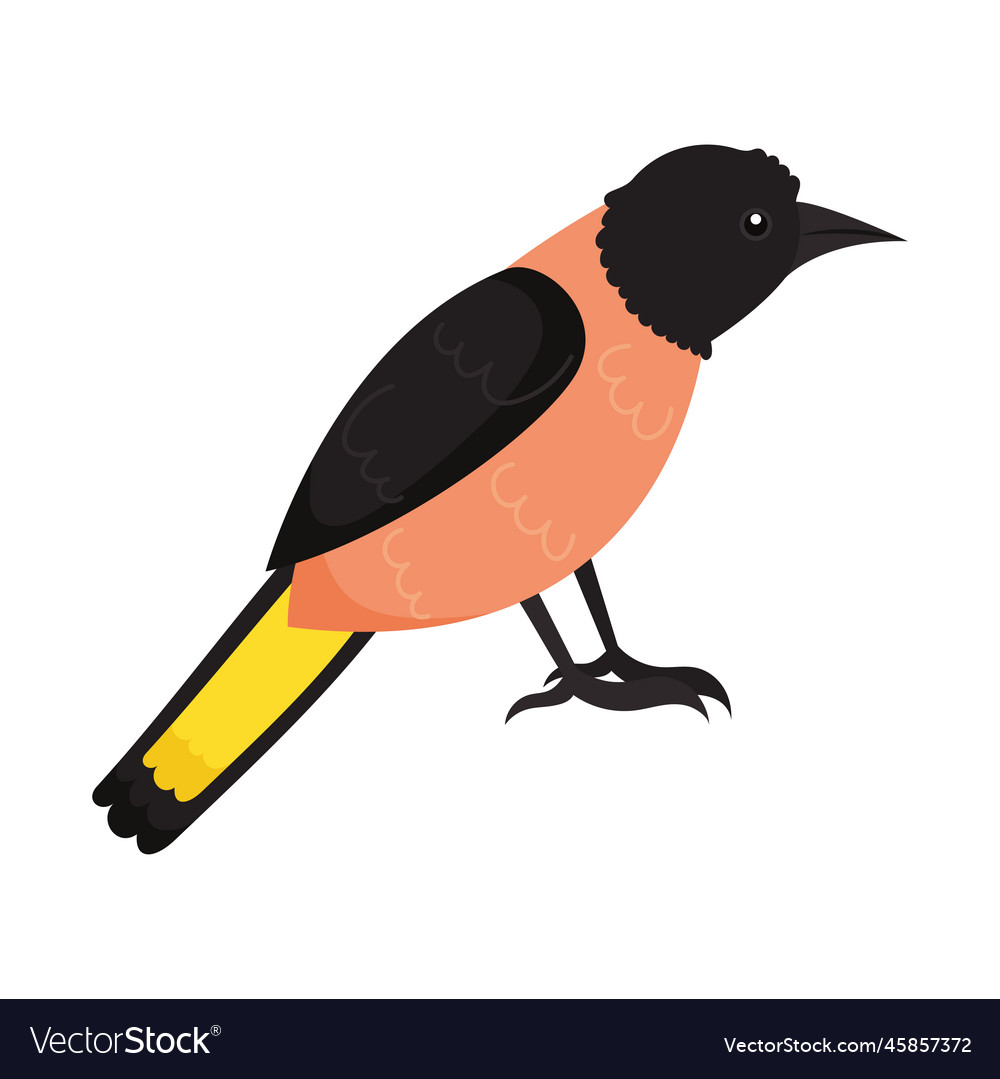 Orange und schwarzer Vogel