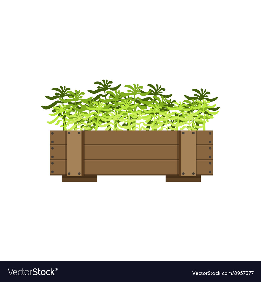 Plants in a wooden crate