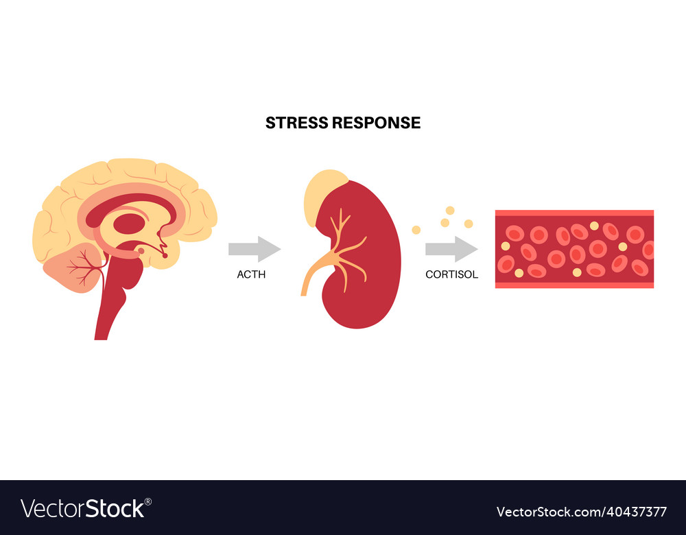 Stress response system Royalty Free Vector Image