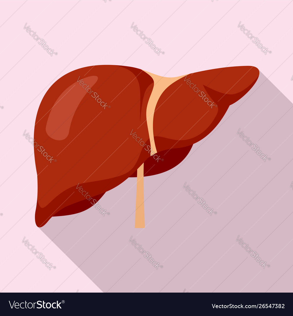 Human liver icon flat style Royalty Free Vector Image