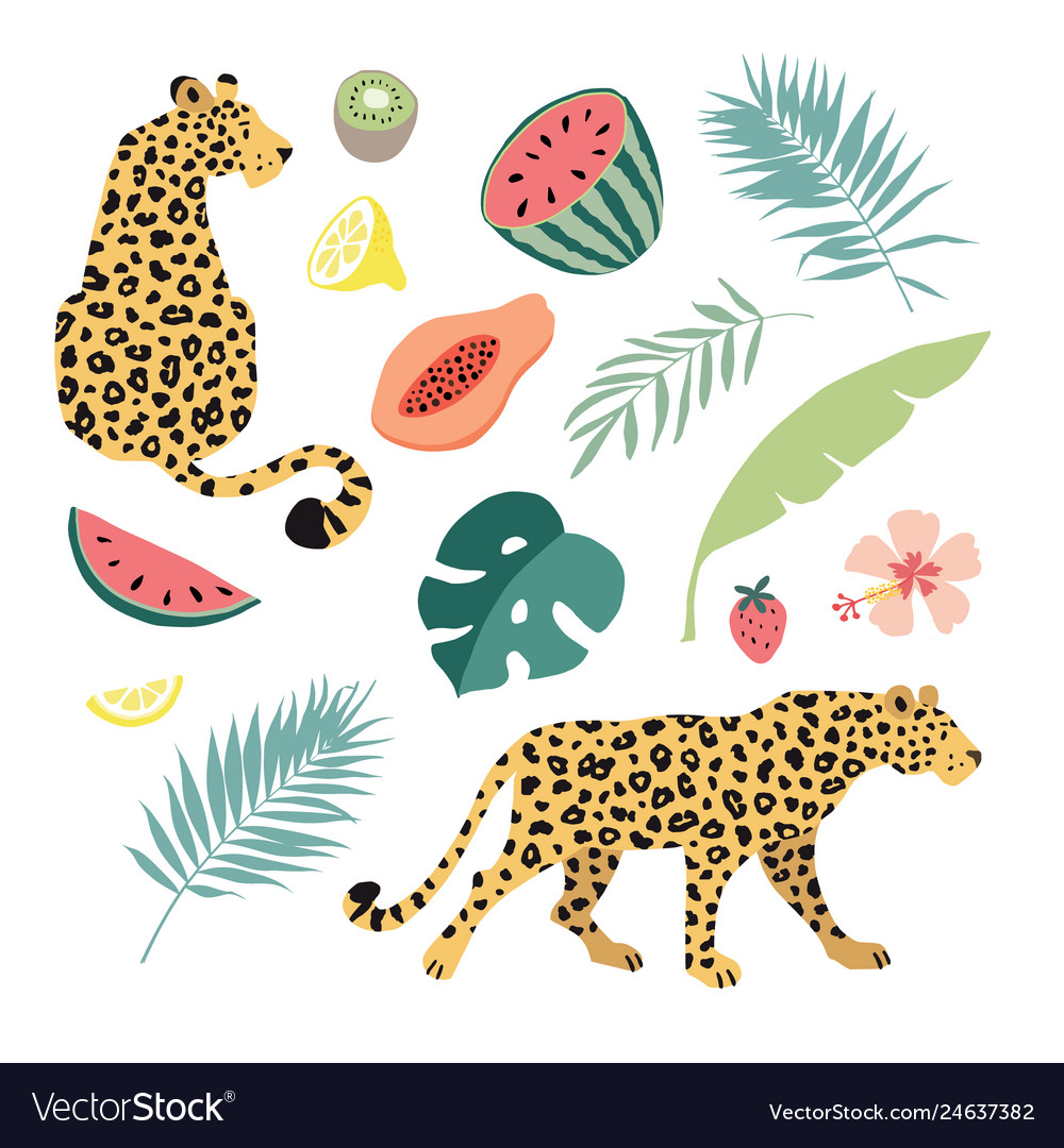 Summer tropical graphic elements leopard cats vector image Summer tropical graphic elements leopard cats