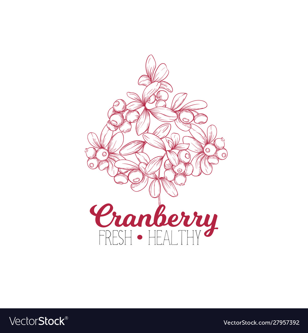 Cranberry element for design vector image Cranberry element for design
