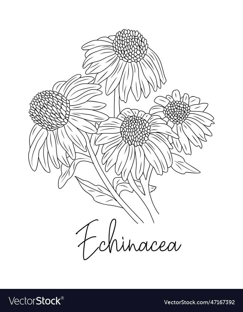 Echinacea medicinal and cosmetic herb