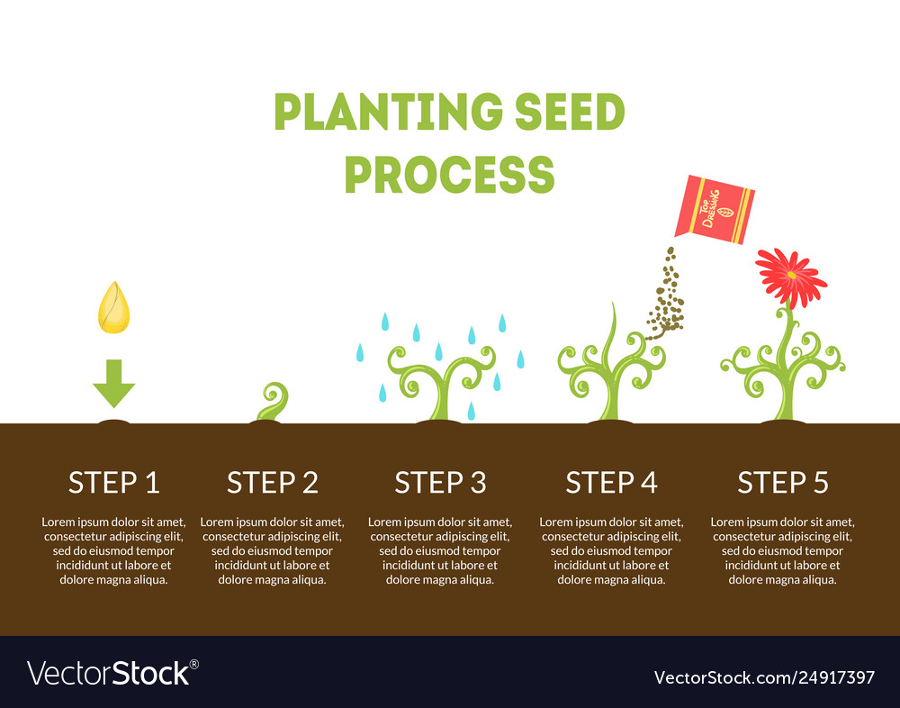 Planting seed process banner stages growth of Vector Image