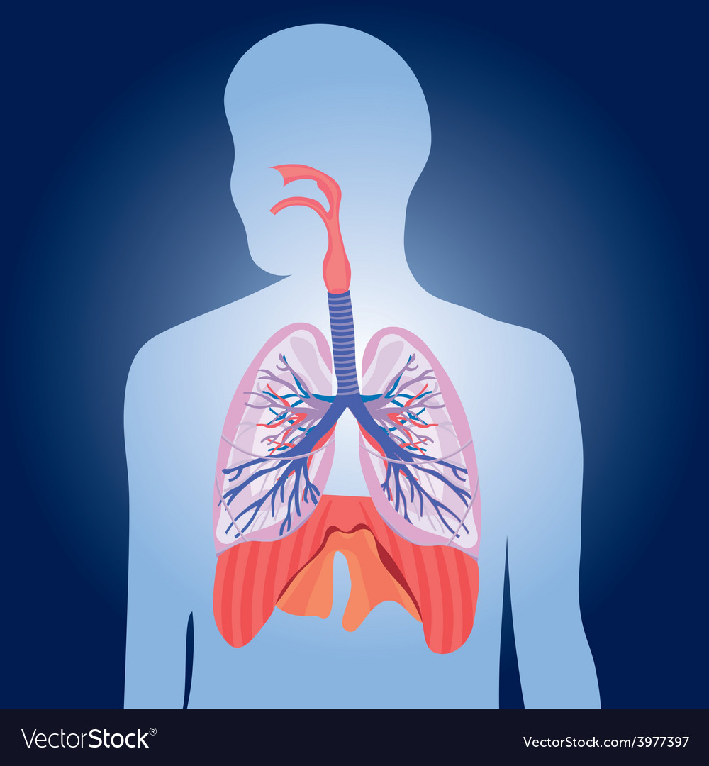 Respiratory System Lungs Human Body Royalty Free Vector