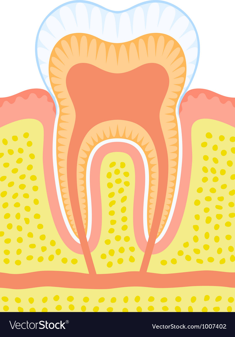 Internal structure of tooth Royalty Free Vector Image