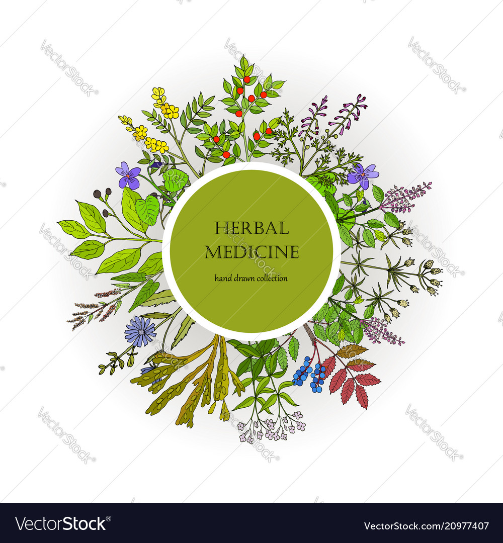 Different medicinal plants collection