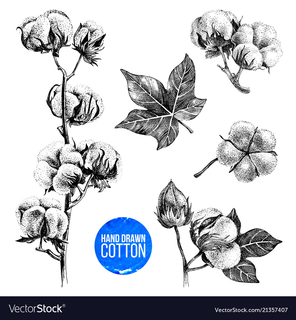 Hand drawn set of cotton Royalty Free Vector Image