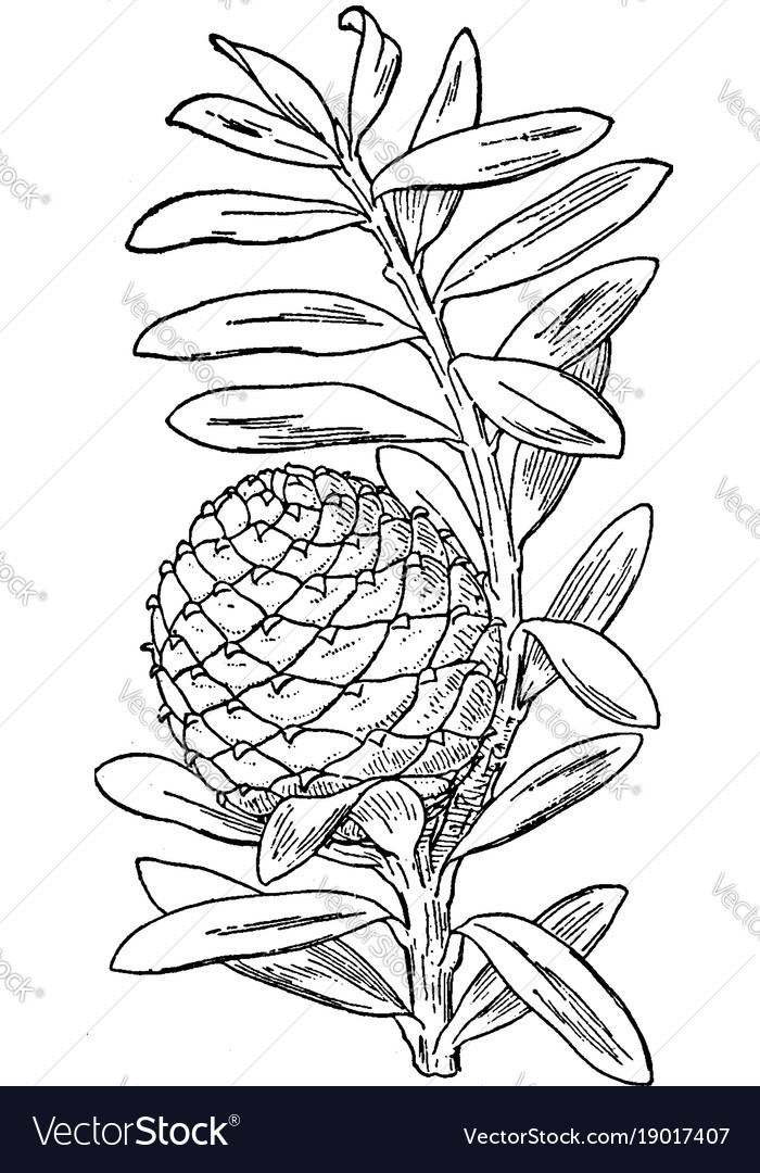 Kauri Pinien Linienzeichnung