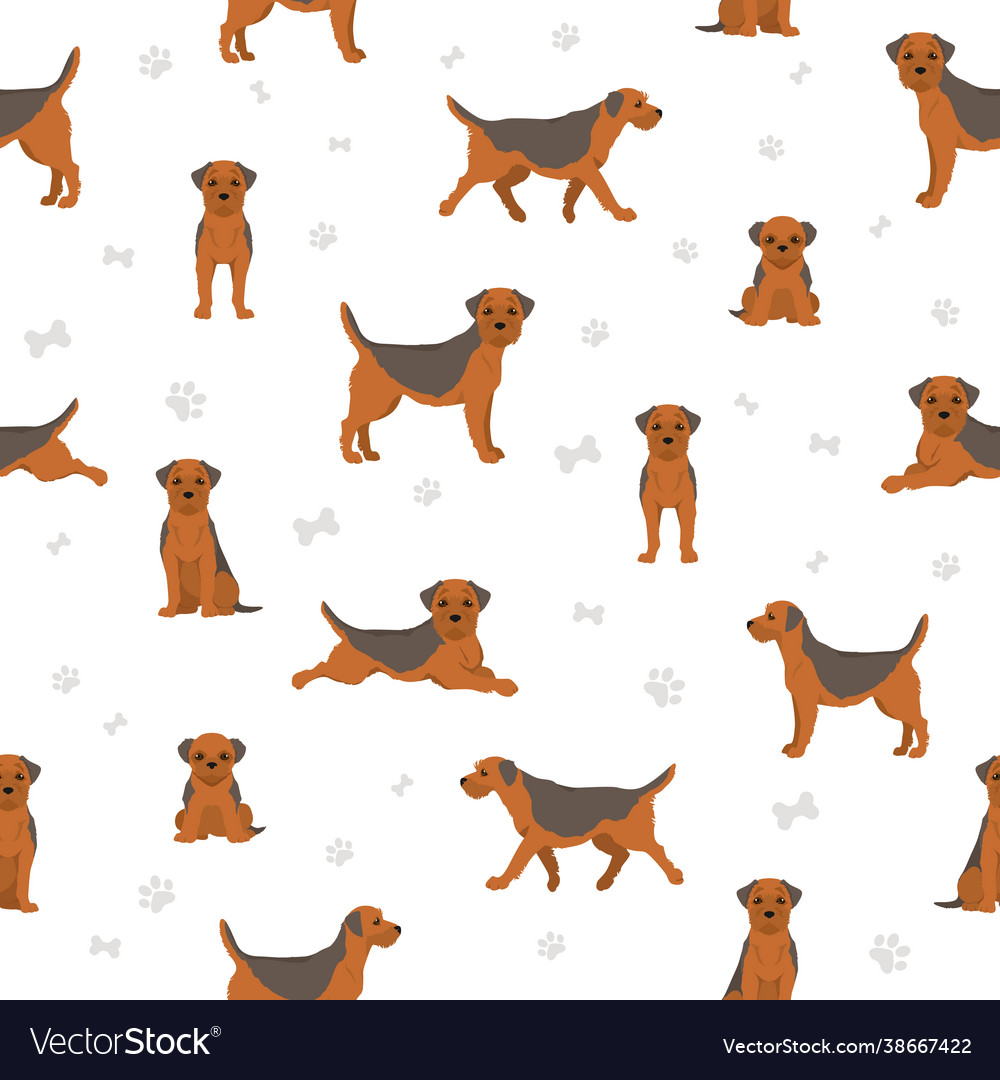 Border terrier seamless pattern different coat Vector Image