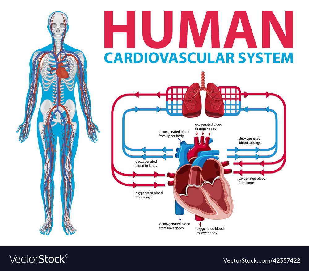 Diagram showing human cardiovascular system Vector Image