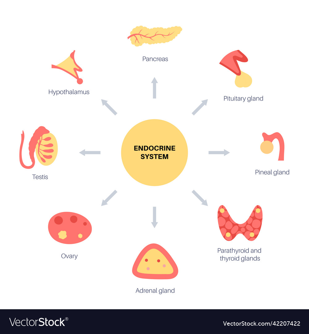 Human Endokrine System