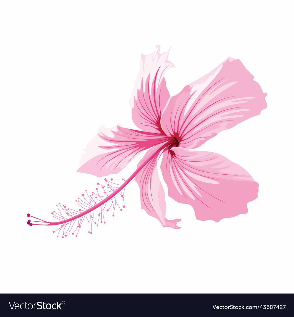 Exotic Pink Hibiscus Flower Isolated On White Vector Image 9510