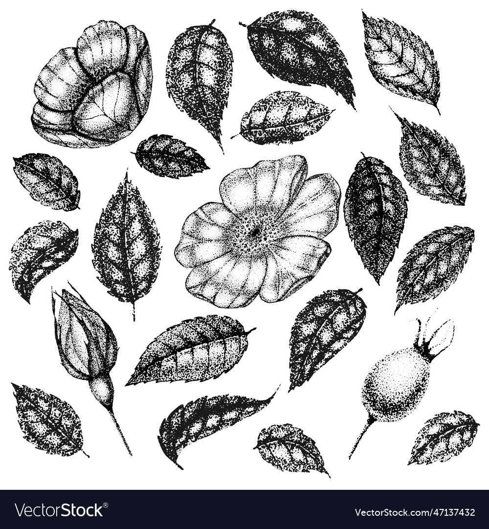 Collection of vintage flowers leaves and berries
