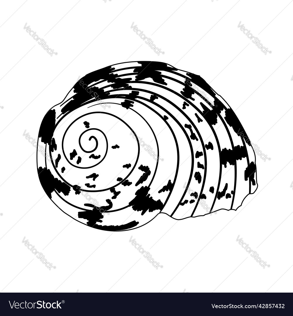 Image of a shell in doodle style isolated