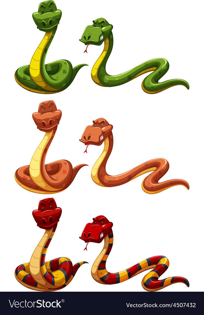 Snakes Royalty Free Vector Image - VectorStock