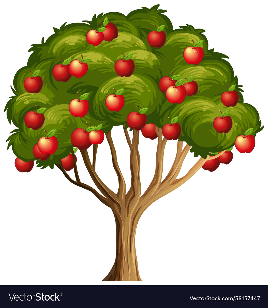 Red apples on a tree isolated on white background Vector Image