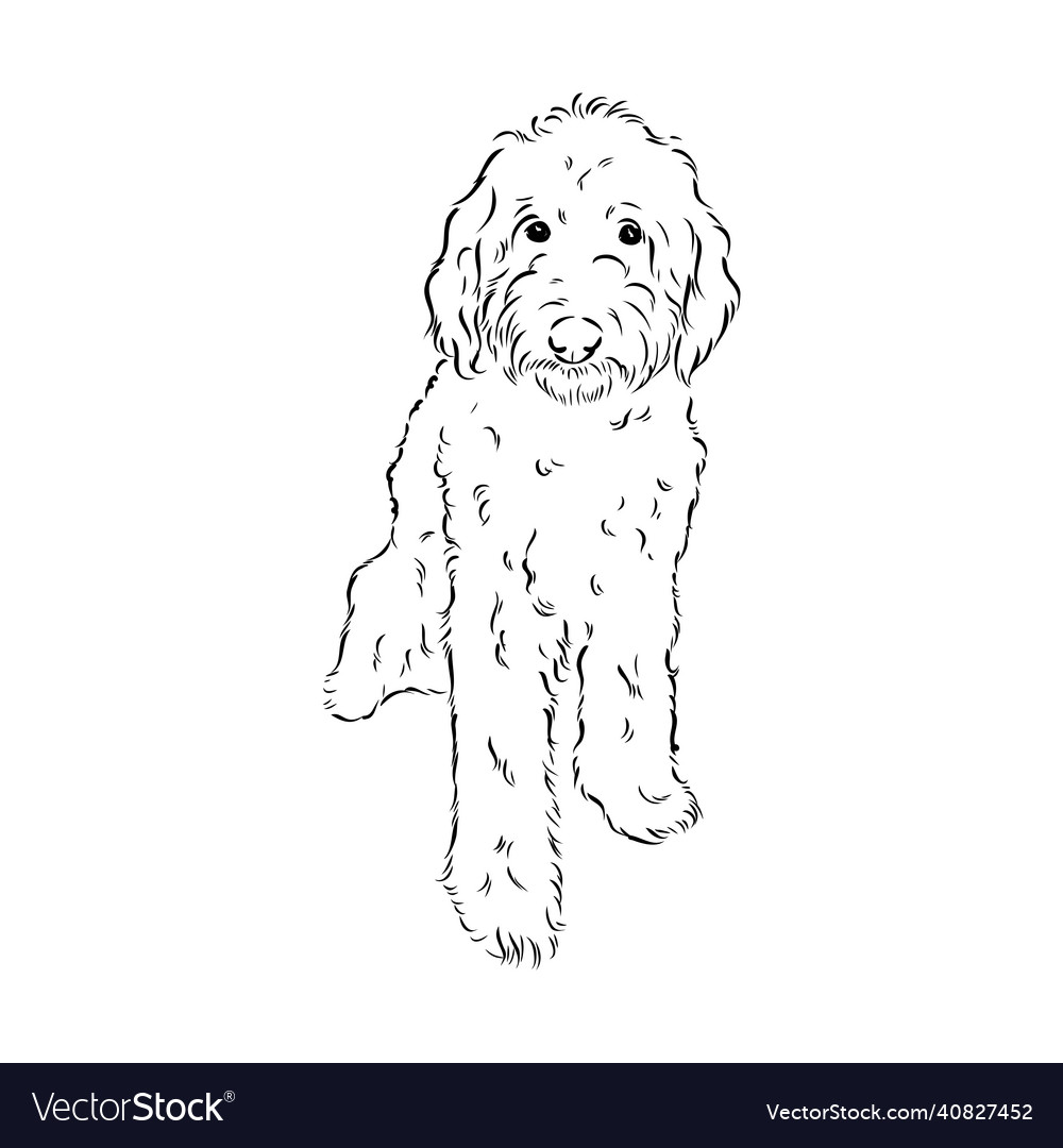 Adorable Labradoodle Mix Portrait