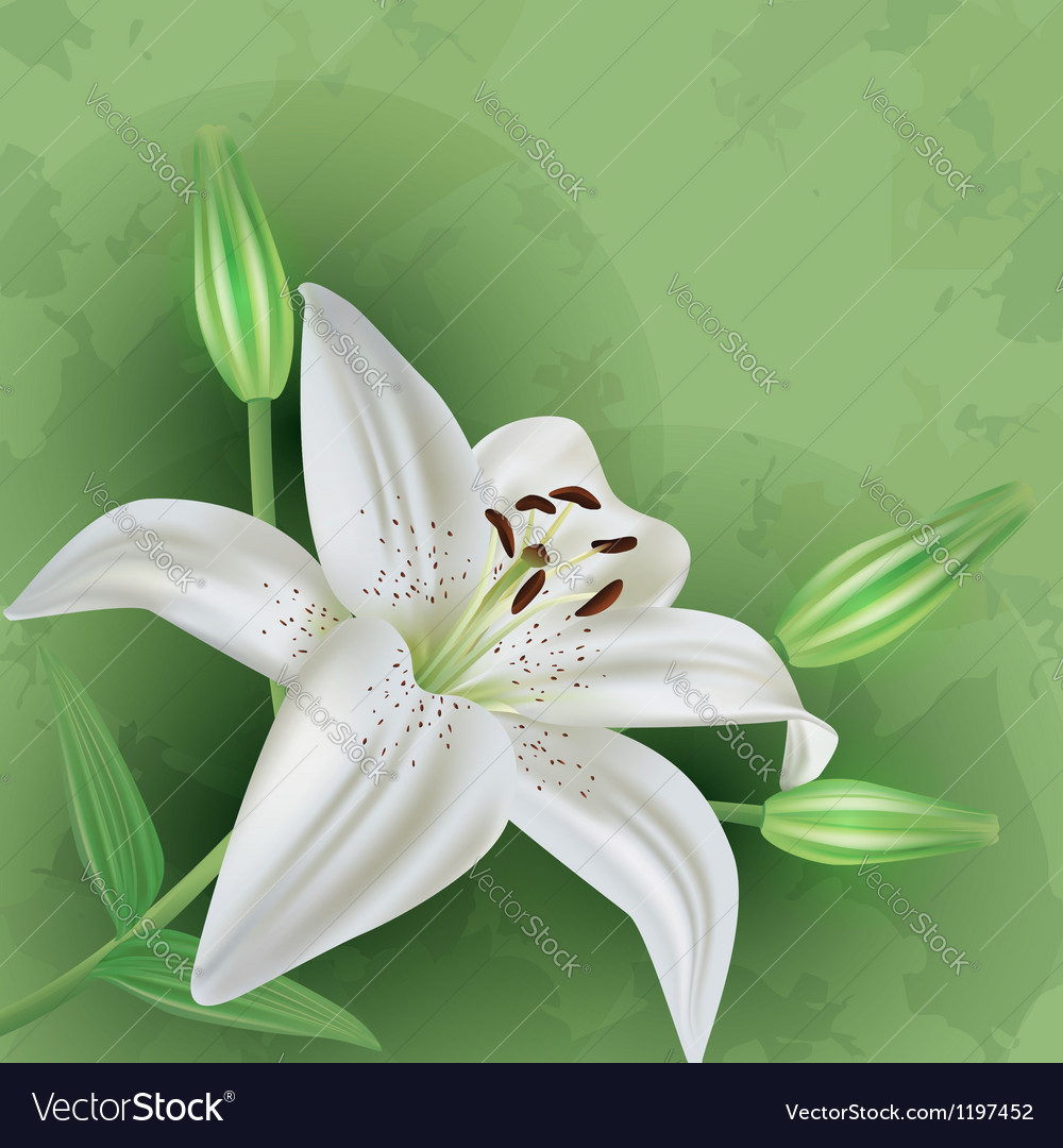 Vintage floral green background with flower lily Vector Image