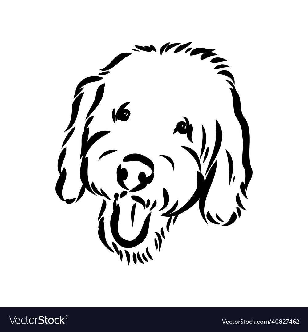 Labradoodle Portrait - White Background