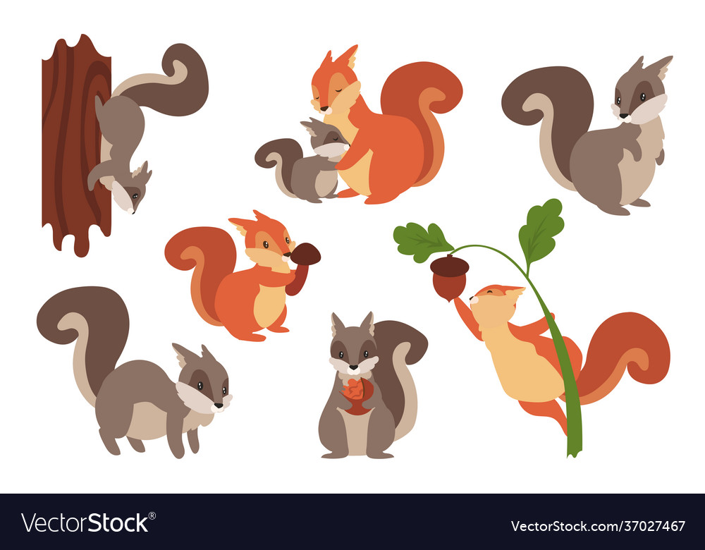 Squirrel cartoon wild furry animals playing with Vector Image